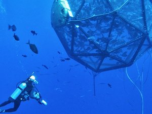 Senators back U.S. offshore aquaculture
