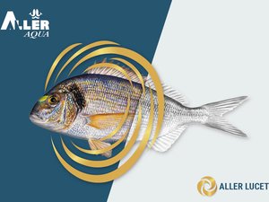 Aller Aqua introduces new diet to increase seabream coloration