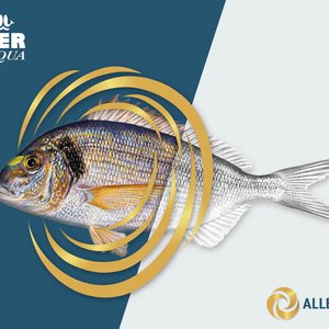Aller Aqua introduces new diet to increase seabream coloration