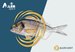 Aller Aqua introduces new diet to increase seabream coloration