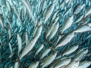 Marine ingredients not projected to decline