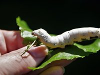 Silkworm protein to be authorized in aquafeeds in the EU