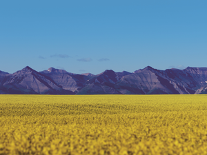 Nuseed secures Canadian feed approvals for omega-3 canola oil
