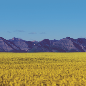 Nuseed secures Canadian feed approvals for omega-3 canola oil