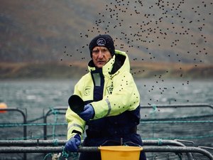 Scottish salmon industry pledges 100% sustainable fish feed