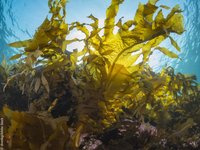 EU platform to promote production and use of algae in Europe
