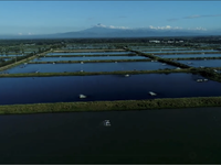 Philippines adopts in-pond raceway system