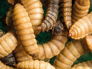 Rabobank forecasts demand for insect protein of 500,000 tons by 2030