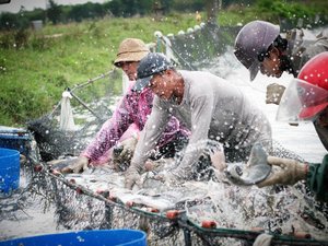 GSSI and IDH Seafood MAP program to accelerate sustainable seafood