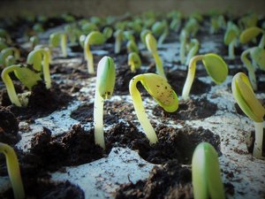 Soybean prices expected to rise