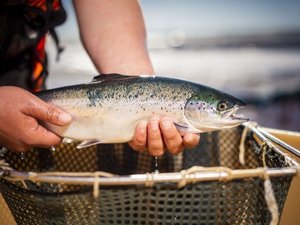 Scottish farmed salmon sector delivers second lowest year on record for sea lice