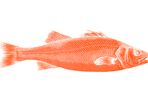 Krill meal improves performance in European seabass