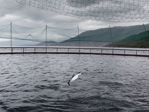 Higher microingredients levels improve performance during salmon smoltification