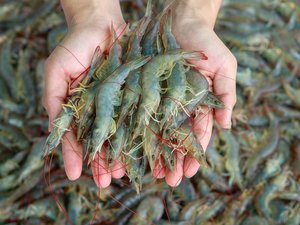 Fish-free diets boost shrimp immune health