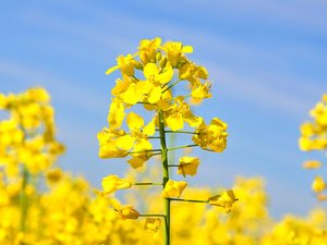 Omega-3 canola oil, a safe dietary source of DHA