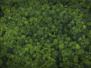 Mowi pledges deforestation-free supply chain