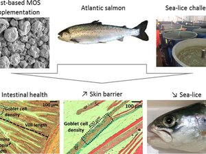 Is yeast supplementation a preventive health management tool against sea lice?