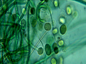 Worlds first scalable production of algae from carbon emissions