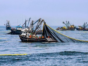 Peru ends second anchovy fishing season