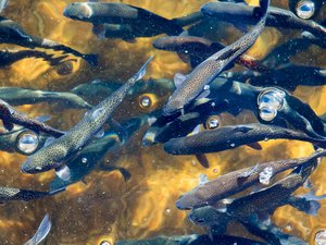 USDA opens aquaculture research grant opportunity