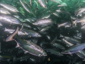 Veramaris chosen as omega-3 partner for the FEED-X program