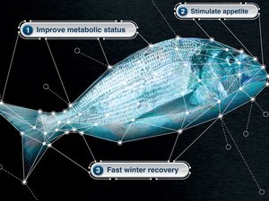 How to mitigate the effects of winter disease in seabream