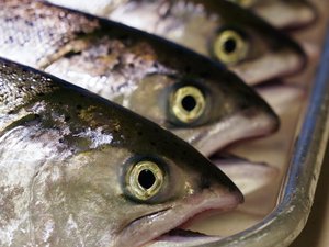 Seven-year King salmon nutrition project ends