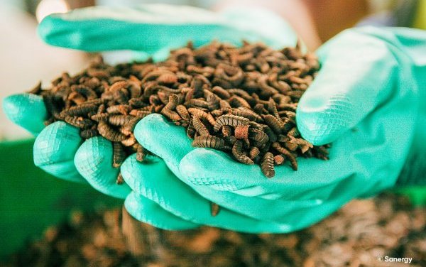 Insect School opens to drive innovation in the insect protein sector