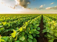US soy checkoff releases 2021 sustainability overview report