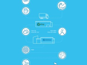 Life cycle assessment shows poultry byproducts as sustainable ingredients for aquafeeds