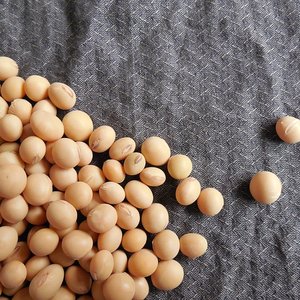 India approves GM soy imports