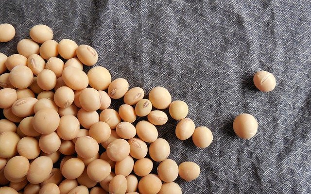 India approves GM soy imports