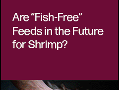 Join F3 webinar on emerging trends in alternative feeds for shrimp