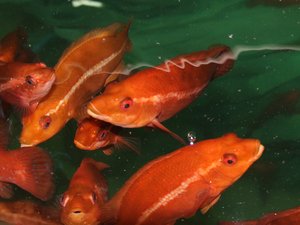 Plant-based ingredients can replace fishmeal in ballan wrasse juvenile feeds