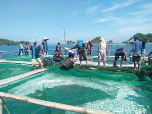 Low-cost formulated feed increases body weight and survival in milkfish and tilapia