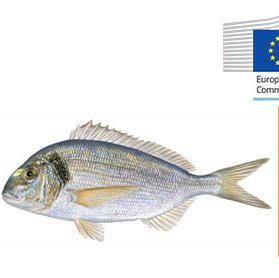 Gilthead seabream price structure analysis in the EU