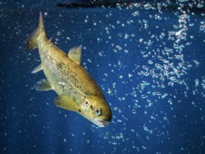 Study suggests selenium requirements in Atlantic salmon exceed the EU legal limit