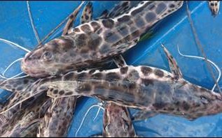 Bionetix field trials boost aquaculture health and productivity