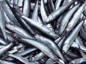 Peru authorizes first anchovy fishing season