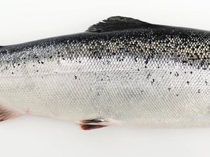 Norwegian fish feed sector supports use of sustainable marine ingredients