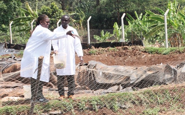 Insect meal tested in East Africa fish farms
