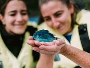 BioMar eliminates cataracts in lumpfish with a new feed diet