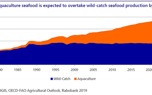 Rabobank says aquaculture will surpass wild-catch seafood by next year