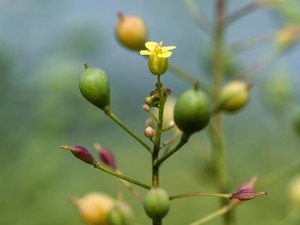 GM camelina trials approved in the UK 