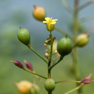 GM camelina trials approved in the UK 