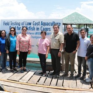 Philippine researchers test low-cost feed formulation
