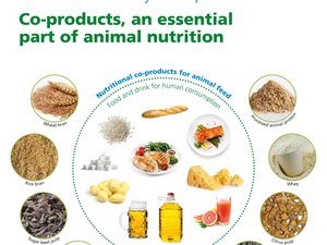 Co-products, an essential part of animal nutrition