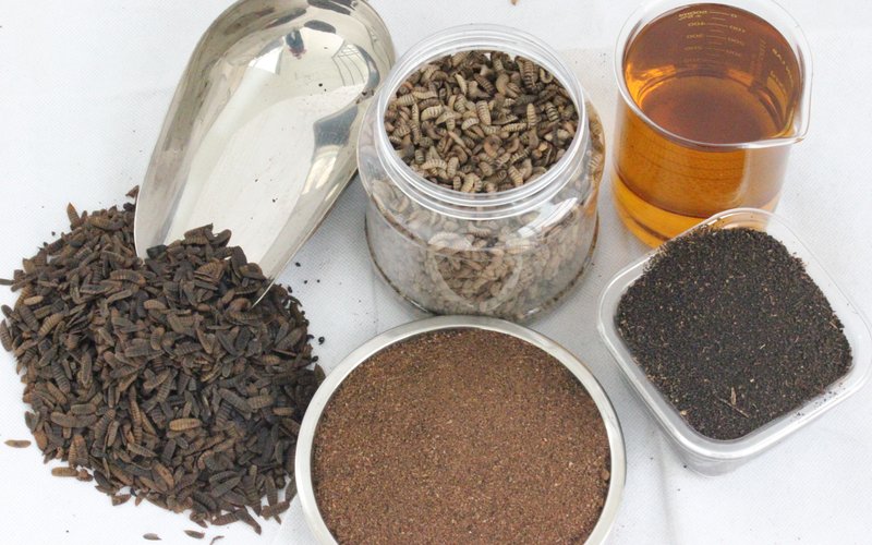 Nutrition Technologies raises funding to set up the largest insect protein farm in SE Asia