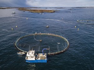 Tesco encourages salmon sustainable feeding practices