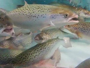 U.S. multi-state grant to scale up salmon land-based systems